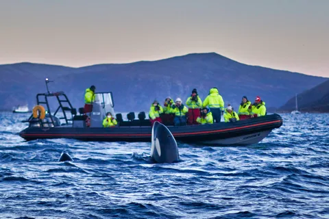 Da Tromso: Osservazione delle balene nella magica Skjervoy