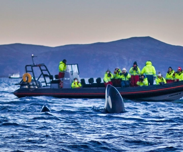 From Tromso: Whale Watching in Magic Skjervoy