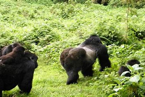 Bwindi: 4 dagars gorillahabitat och vandring i Bwindi