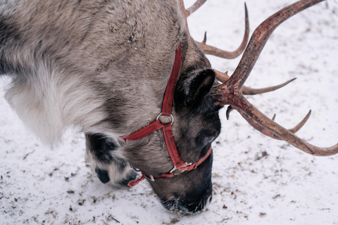 Fairbanks: Reindeer Walk with transportation