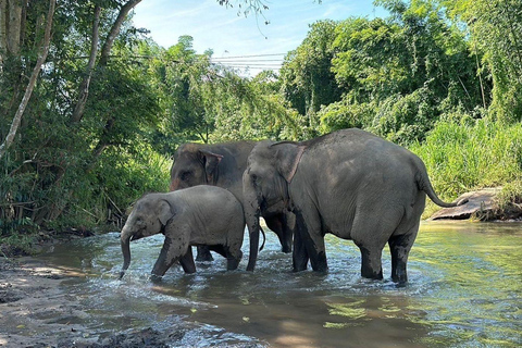 Chiang Mai: Santuário de elefantes, cascata e excursão de raftingPonto de encontro na cidade