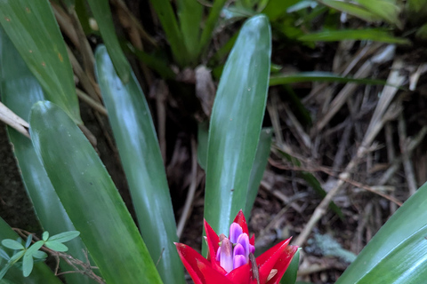 Teresópolis : circuit découverte de la faune de la forêt atlantiqueTeresópolis : Excursion à la découverte de la faune de la forêt atlantique