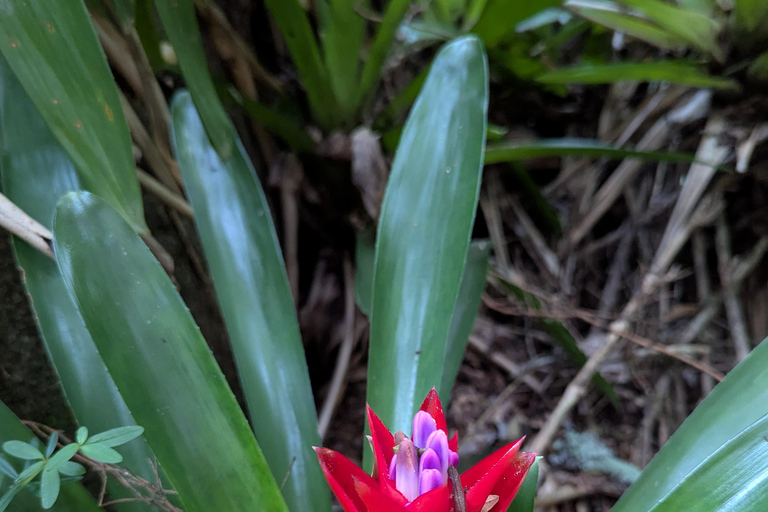 Teresópolis : circuit découverte de la faune de la forêt atlantiqueTeresópolis : Excursion à la découverte de la faune de la forêt atlantique