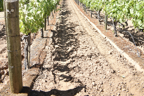 Tour particular de degustação de vinhos em Lodi Personalizado para grupos de 1 a 14 pessoas