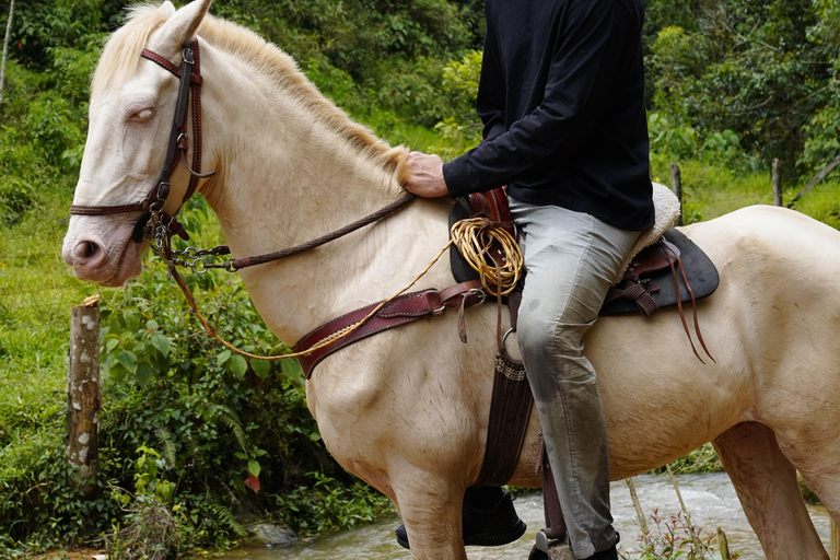 Medellín : excursion à cheval à Caldas avec boissonsMedellín : excursion équestre à Caldas avec boissons