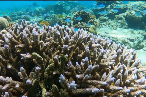 Gili Trawangan : Excursion en groupe pour la plongée avec tuba et le coucher de soleil +GOPRO shoot