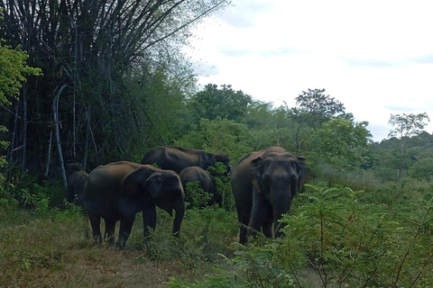 Minneriya: Morning Jeep Safari with Hotel Pickup and Drop-of