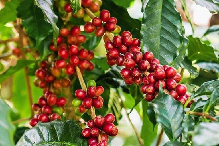 Materuni Wasserfälle &amp; Kaffeefarm Tagestour in MoshiMateruni Wasserfälle Tagestour