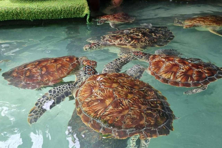 Zanzibar: Salaam Cave Turtle Swim & Dine The rock restaurant Excursions with transfer