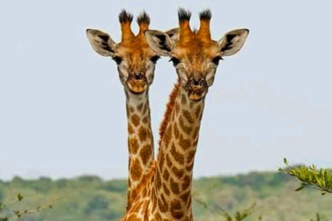 Schotia Safari – Big 5 Experience with High Lion Sightings