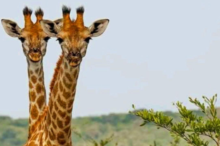 Schotia Safari – Big 5 Experience with High Lion Sightings