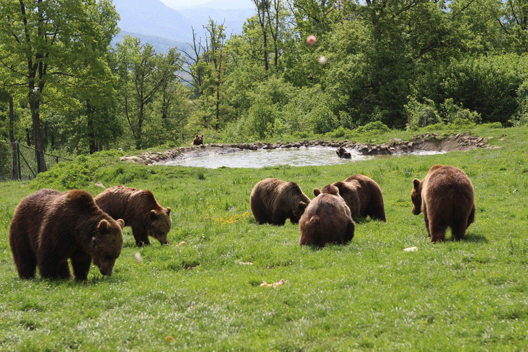 Brasov: Libearty Bear Sanctuary Guided Tour with Transfers