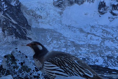 14-Day EBC Trek with Sherpa-Led Culture & Food Experience