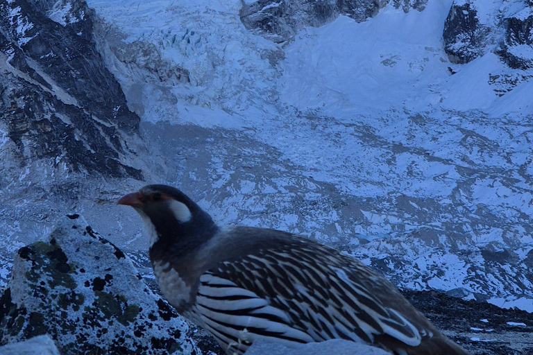 14-Day EBC Trek with Sherpa-Led Culture & Food Experience