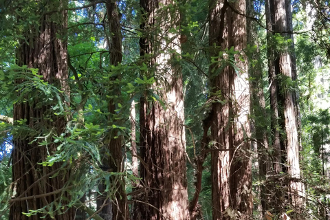 San Francisco: Muir Woods and Sausalito Entry Fee Included