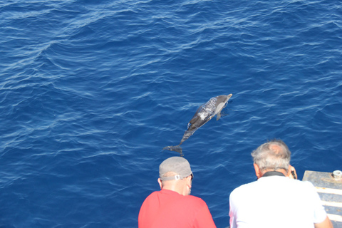 Savona: Pelagos Sanctuary Wildlife Cruise with Guide