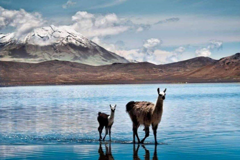 Excursion dans la réserve nationale de Salinas et Aguada Blanca