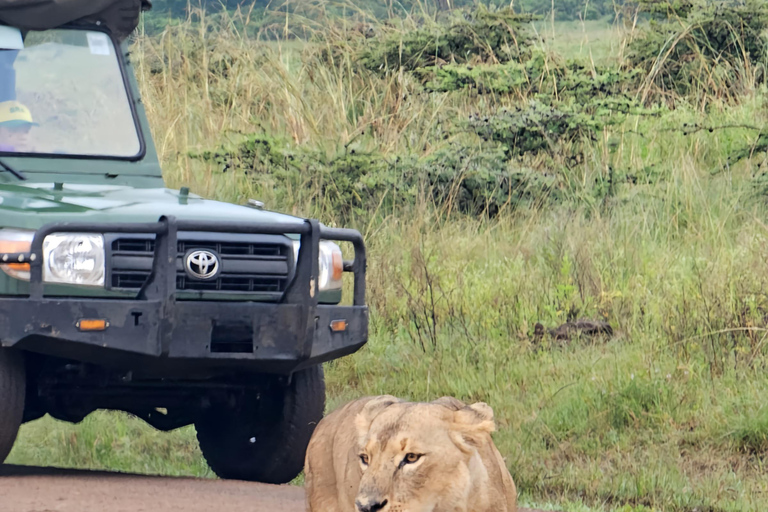 Kenya: Safari di 5 giorni a Ol Pejeta e Masai Mara