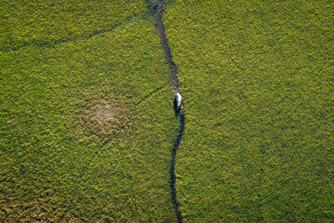 Maun: 45 Minute Doors-Off Scenic Flight Maun: 45 Minute Doors-Off Scenic Flight with Pick-Up