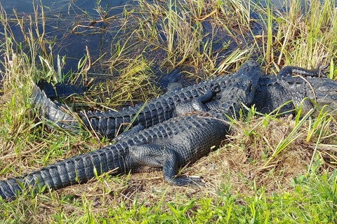 Miami: Everglades Airboat Ride and Tram Tour