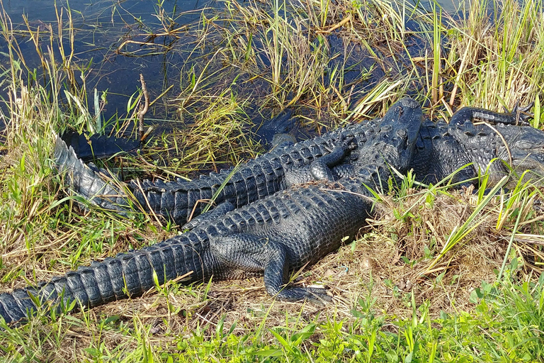Miami: Everglades Airboat Ride and Tram Tour