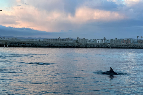 Dolphin Sightings Tour Dolphin Calling Wildlife Tour