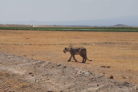 Tagestour zum Amboseli National Park