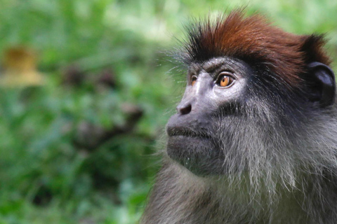 Bigodi Wetland Walk Primates & Birds near Kibale NP