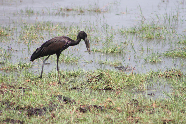 Victoria Falls: Safari game drive tour 3 hours