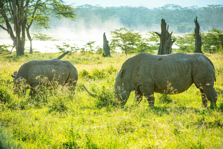 Viagem de 1 dia ao Lago Nakuru saindo de NairóbiViagem de um dia ao Lago Nakuru saindo de Nairobi