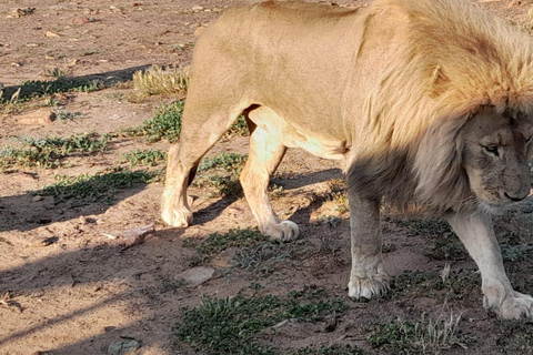 Safari ao pôr do sol na Aquila Game Reserve com transporte privado