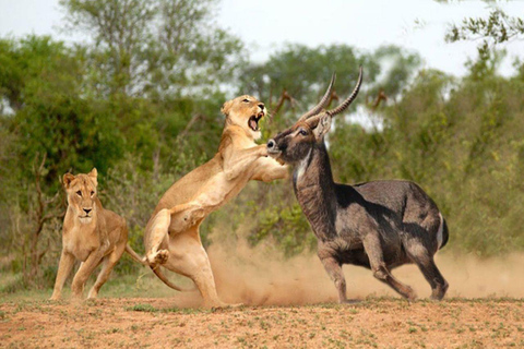 Luksusowy miesiąc miodowy Bush w Masai Mara