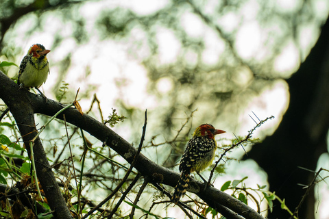Sansibar: 4-tägige Safari-Reise zum atemberaubenden NatronseeAtemberaubende Lake Natron Safari Reise - Komfortable Unterkunft