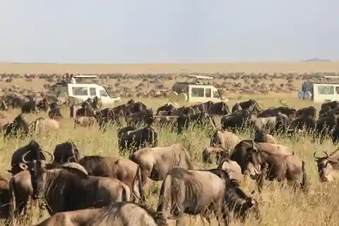 Masai Mara: 3 giorni e 2 notti di safari privato in jeep 4X4