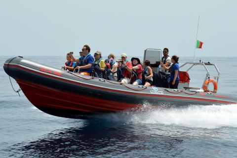 Albufeira: Rejs łodzią – obserwacja delfinów i grota Benagil
