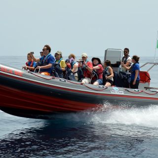 Albufeira: Rejs łodzią – obserwacja delfinów i grota Benagil