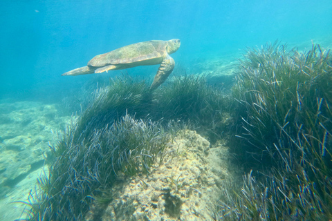 Paphos: snorkeltour met gids naar zeeschildpaddenPaphos: snorkelen met zeeschildpadden met gids