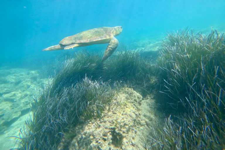 Paphos: snorkeltour met gids naar zeeschildpaddenPaphos: snorkelen met zeeschildpadden met gids