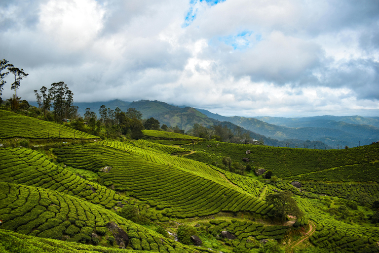 Kerala: Munnar, Thekkady, Alappuzha & Trivandrum 5-Day Trip Kerala: 5-Day Munnar, Thekkady, Alappuzha and Trivandrum