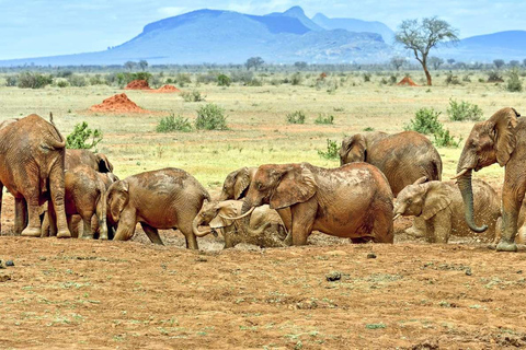 2-tägige Wildtier-Safari zum Tsavo Ost &amp; Tsavo West Park