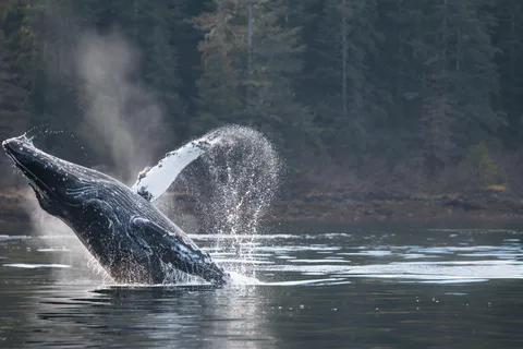 Sitka: Marine Wildlife Tour