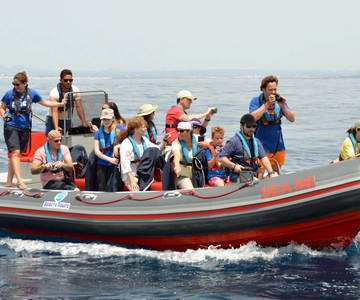 Albufeira: Dolphin Watching and Benagil Cave Boat Cruise