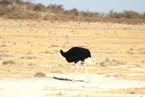 Windhoek: 3-Day Guided Safari in Etosha with Lodge