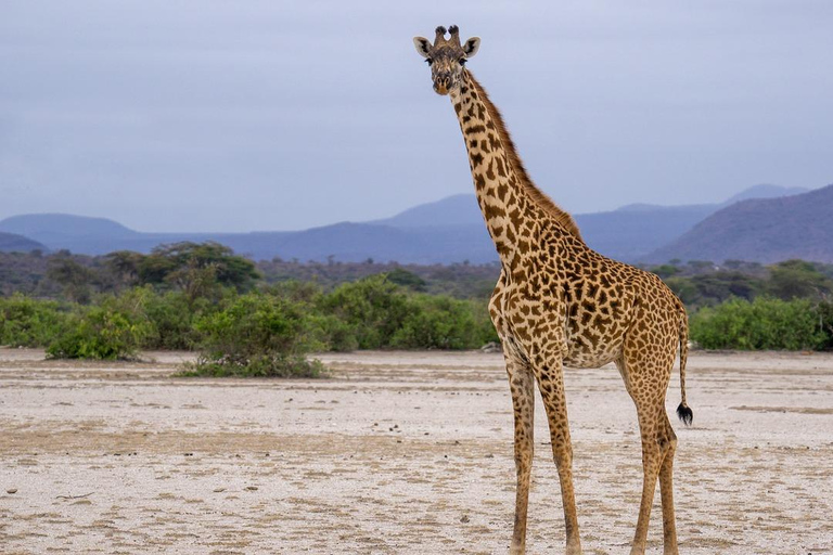 VOO SAFARI DE UM DIA: ZANZIBAR PARA O PARQUE NACIONAL MIKUMI