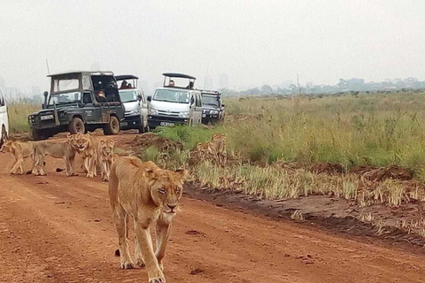 Safari matinal por el Parque Nacional de Nairobi