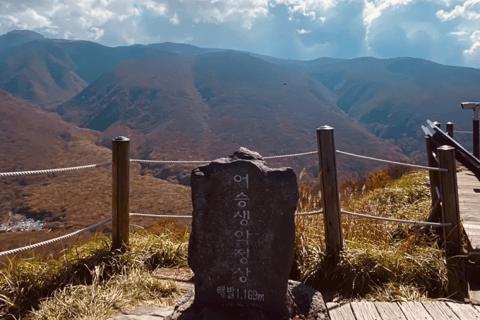 Jeju: Winter SouthWest Tangerine Pick, Snow, Camellia, Tour