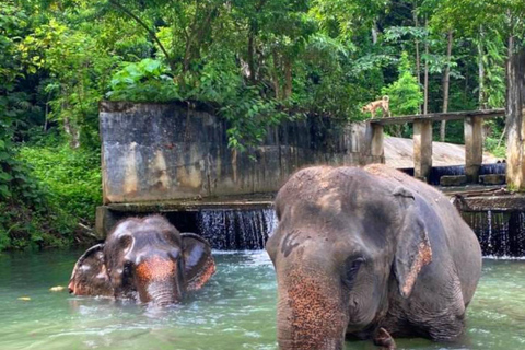 Krabi: Experiencia ética de cuidado de elefantes con traslado al hotelKrabi: Experiencia ética de cuidado de elefantes con servicio de recogida del hotel