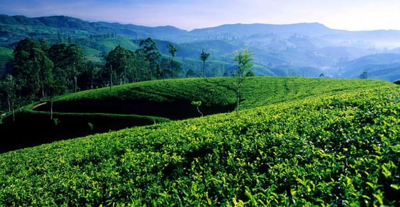 Bentota/Kalutara/Hikkaduwa/Galle/Mirissa: Day Trip to Ella