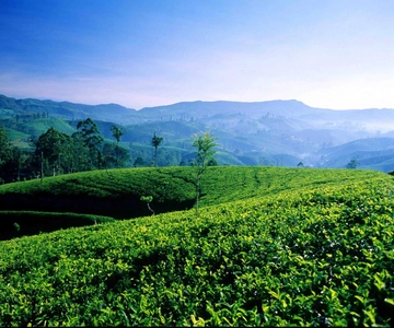 Bentota/Kalutara/Hikkaduwa: Viagem de um dia para Ella Highlands