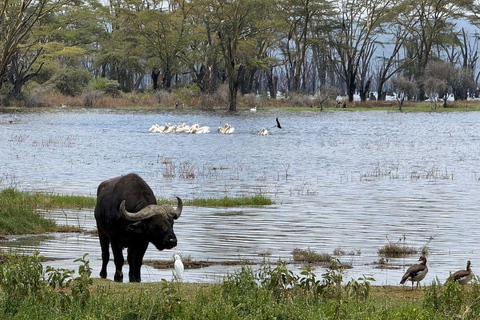 Nairobi: Lake Nakuru National Park and Lake Naivasha Tour